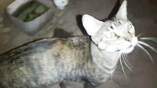 At night I came across a kitten and its mother begging me because she was hungry