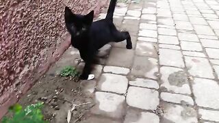 The cat is small, homeless, and acts as if she were home one day.