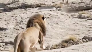Leão africano #animals #leão #leao