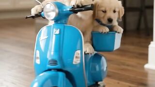 Puppy driving scooter 🛵