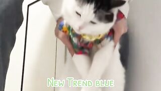 Cute Cat Moments 😻 | Funny & Adorable Cat Reel
