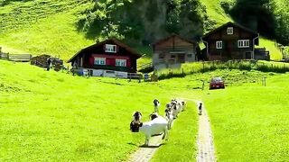 Swiss Beautifuls 2