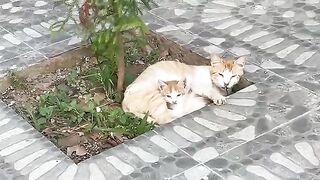 The kitten does not abandon its mother because she has a cold. On the contrary, it comforts her.