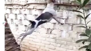 Dog spy