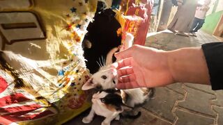 In a narrow alley, beautiful kittens live with their mothers in a wooden house