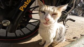 The mother cat cares for her kittens, although she is not their real mother,but she is loyal to them
