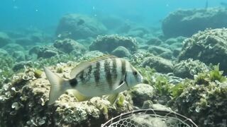 Underwater Reef Fishing – 3 Wild Fish Catches With Surprise Prices