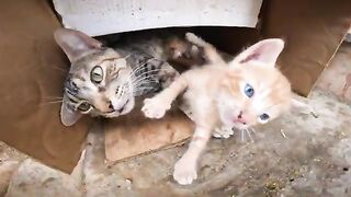 The looks of the little cats steal hearts with their innocence and kindness. Oh my!
