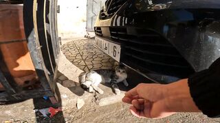 A small kitten alone sleeping under a car looking hungry and homeless