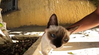 A naughty cat gets upset when I touch it, pounces on me and bites me lovingly