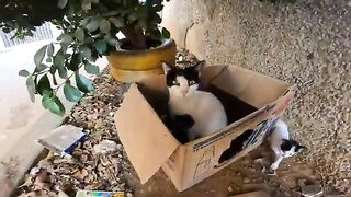 Mother cat's kittens grow up so fast. And the mother smells my hand in an amazing way.