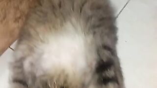 Kemalasan si kucing