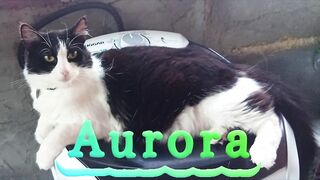 Aurora cat 2