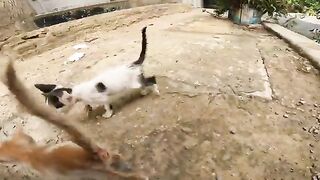 3 orphaned and weak kittens on the street without a mother who haven't eaten for a long time