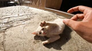 The moans of hungry kittens reach me from far away after their mother's milk has dried up.
