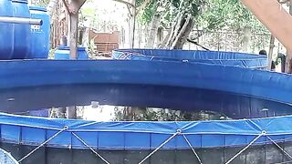 Tilapia Cultivation Using the RAS System