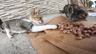 A cat scared of its friends... eats like a human in a strange way