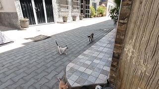 7 peaceful kittens sitting in front of me as if they were my family.