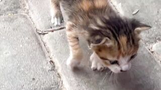 The smallest kittens struggle to survive with their hungry mother.