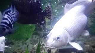 Ikan 🐟 air tawar