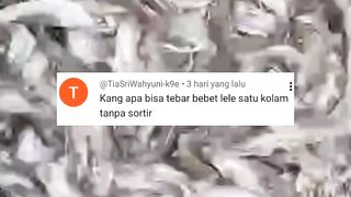 Budidaya lele tanpa sortir