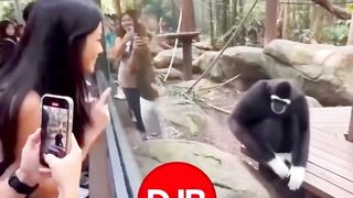 Cheating baboon