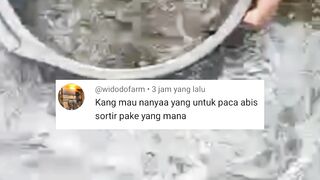 Jika lele bermasalah setelah disortir Begini cara mengatasinya