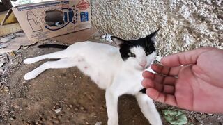 Mother cat Ario is hungry in front of her house and her kittens are screaming for milk.