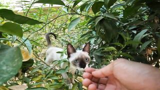 A small Siamese cat is trapped among the lemon branches, waiting for my rescue very kindly.