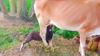 Amazing Moment! 🐐 Goat Drinking Milk from a Cow 🐄🥛