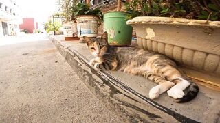 Poor mother cat dreams of food and wakes up happy to see me with her cute little one.