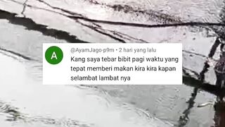 Kapan ngasih makan lele setelah tebar❓
