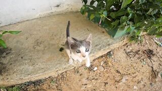 A hungry kitten turns her happiness into a beautiful purr.