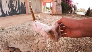 A calico cat welcomes me in her own special way... and with a secret squad!