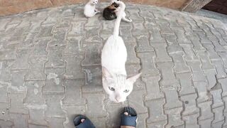 A cute moment from a mother cat protecting me from the stares of her curious kittens.