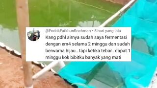 Penyebab bibit lele mati seminggu setelah tebar