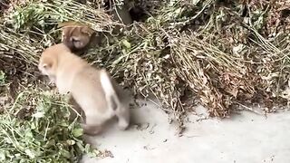 Wait Until You See What’s Hiding Under This Pile!