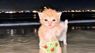3 Tiny Kittens Dancing On The Beach At Night! So Cute!`