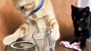 Two Cats Making Coffee Together - The Cutest Barista Duo Ever!