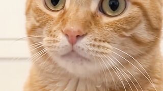 Funny cats 128