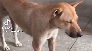 Os cachorros divertidos
