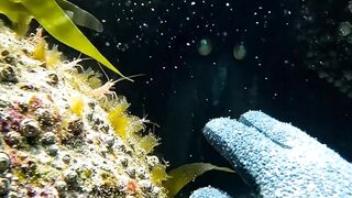 🌊 Something HUGE Was Hiding Inside This Underwater Cave…