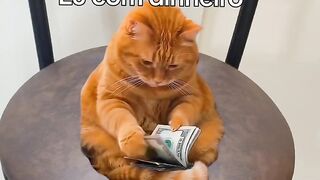 O Gato da Prosperidade
