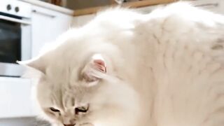 Seu gato parou de comer? Não ignore esse sinal