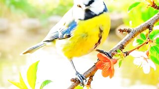 Beautiful Birds in a Peaceful Garden
