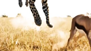 Leopard’s Lightning-Fast Ambush 🐆😱 #shorts  #animalchase  #hunting