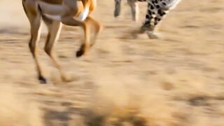 Predator Unleashed: Leopard vs Deer Chase! 🐆💨 #Shorts