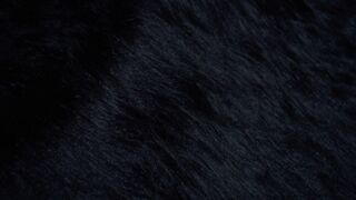 Scaredy Cat - CGI funny short animated film