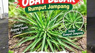 🌿 DON’T PULL OUT THIS “WEED”! IT’S CALLED JAVANESE GRASS AND HAS TRADITIONAL MEDICINAL USES! 🔥