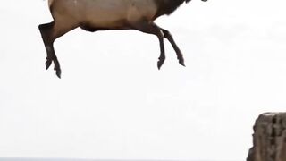 Alce gigante saltando no cânion! #animais #natureza #shorts